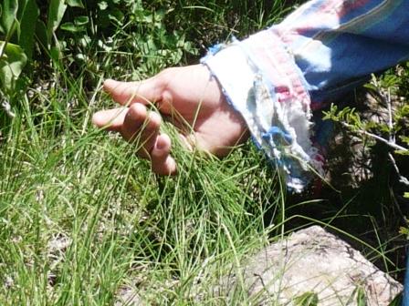 bouteloua-curtipendula-en-recuperacion