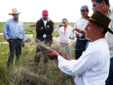 overested-grasses-web Demostración del sobredescanso y sobrepastoreo en zacates perennes en el municipio de Ocampo, Gto.