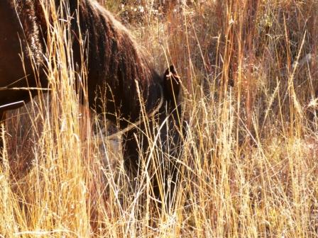 caballo-paciendo_web1