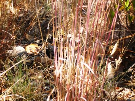 muhlenbergia-y-schyzachyrium-en-pleno-invierno_web1