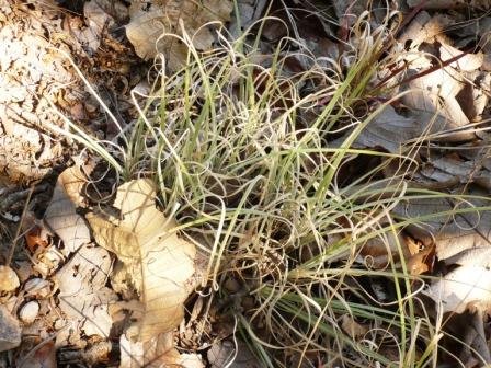 rebrote-de-muhlenbergia-en-invierno_web2