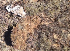 buniga-en-descomposicion El trabajo de la micofauna se comienza a observar en la descomposición de las buñigas del ganado. Oserven las pequeñas cavidades que parten de la buñiga hacia el suelo. Paso a paso.